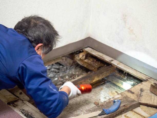Best Toxic Mold Removal  in Double Oak, TX