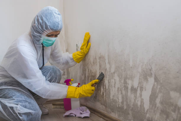Best Certified Mold Removal  in Double Oak, TX