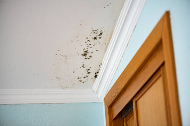 Best Commercial Mold Removal  in Double Oak, TX