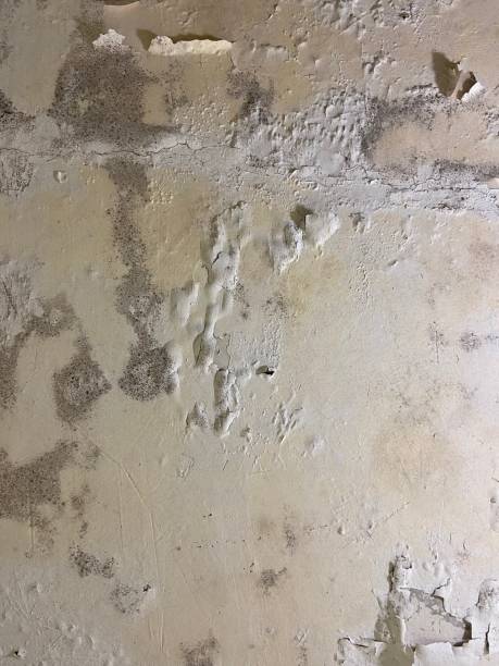 Best Fast Mold Removal  in Double Oak, TX