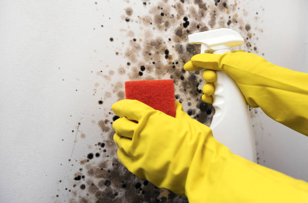Best Affordable Mold Removal  in Double Oak, TX