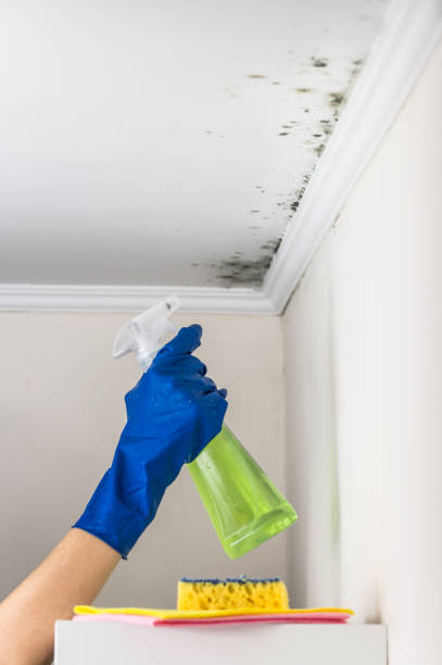 Best Black Mold Removal  in Double Oak, TX
